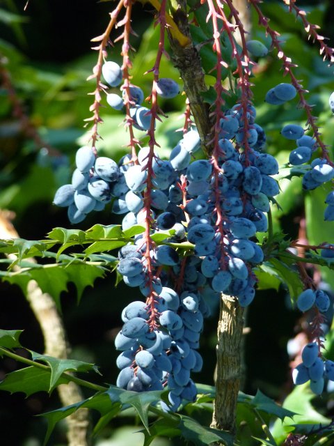 Mahonia x media 'Winter Sun' fruits detail